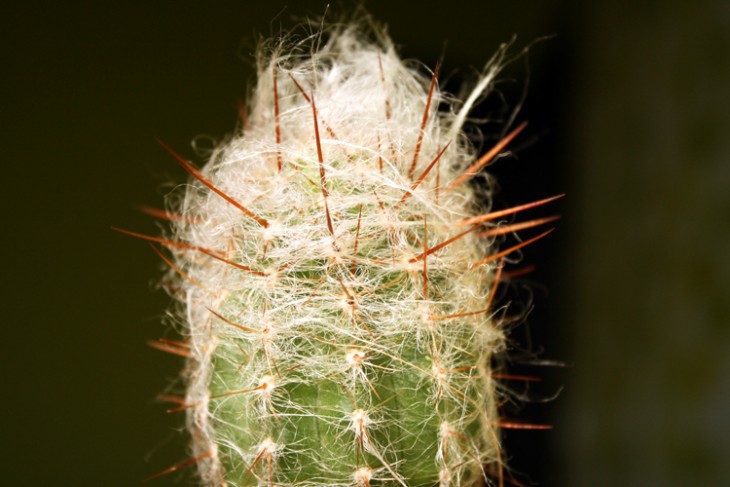 Oreocereus celsianus