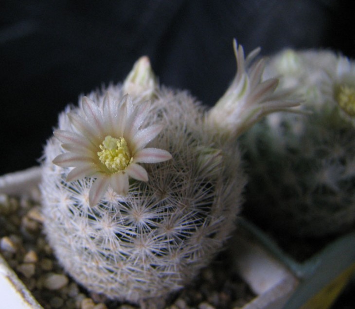 Mammillaria egregia2.jpg