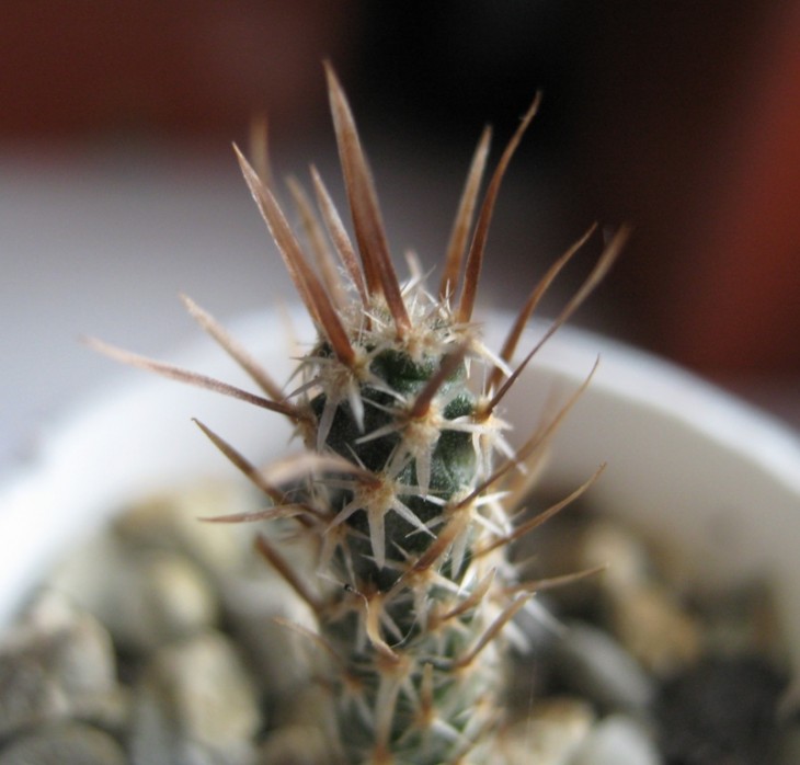 Toumeya papyracantha