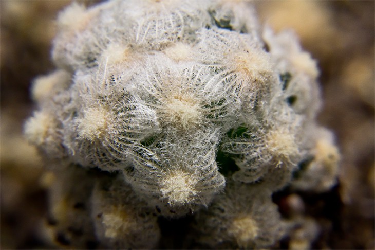 Mamillaria theresae