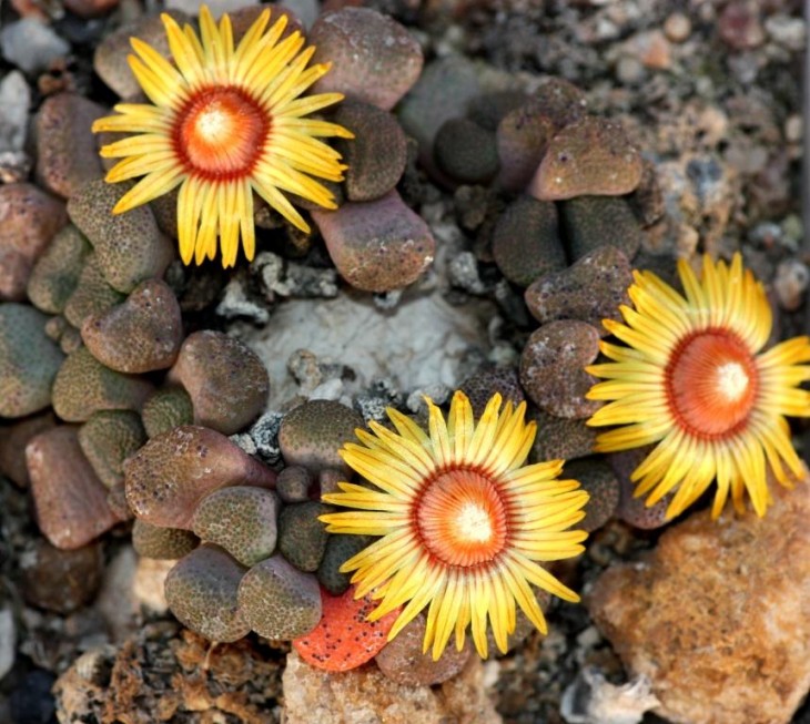 Aloinopsis shoonesii,.jpg