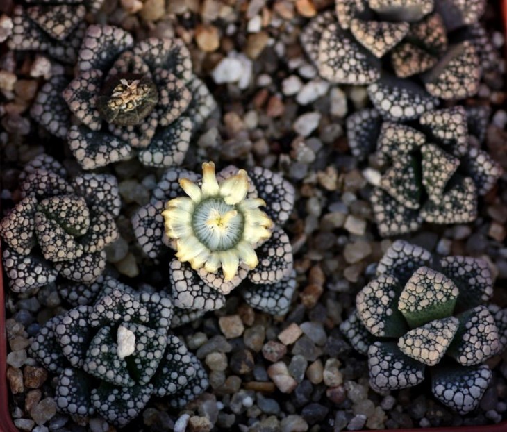 Titanopsis calcarea MG 1870.4.jpg