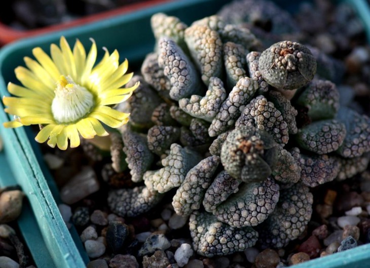 Titanopsis calcarea.jpg