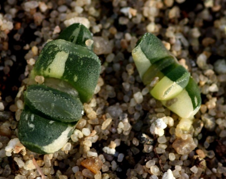 haw truncata variegata seedlings.jpg