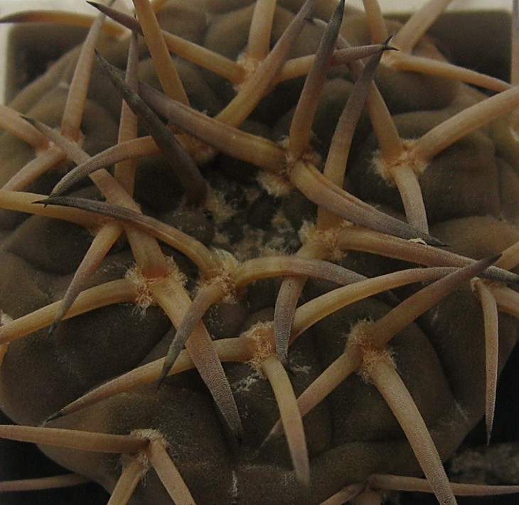 Gymnocalycium stellatum var. paucispinum