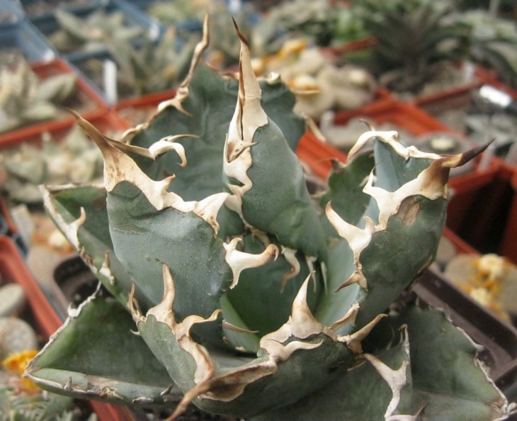 Agave titanota