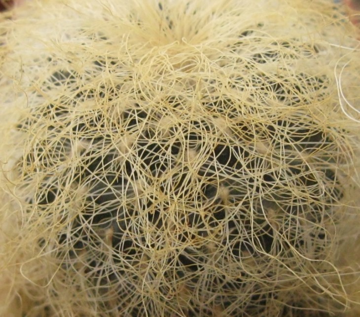 Sulcorebutia hertusii