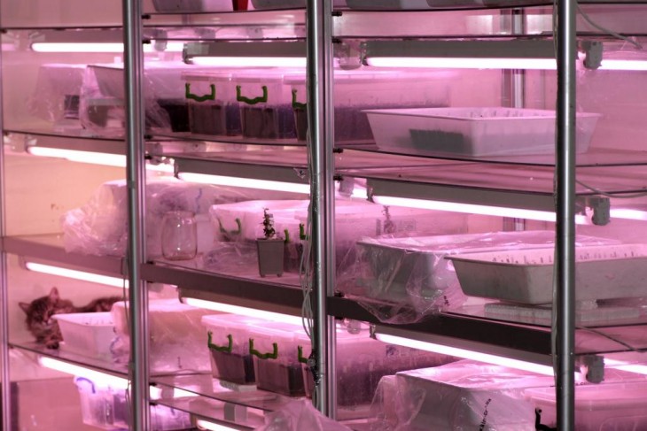 mini greenhouse.jpg