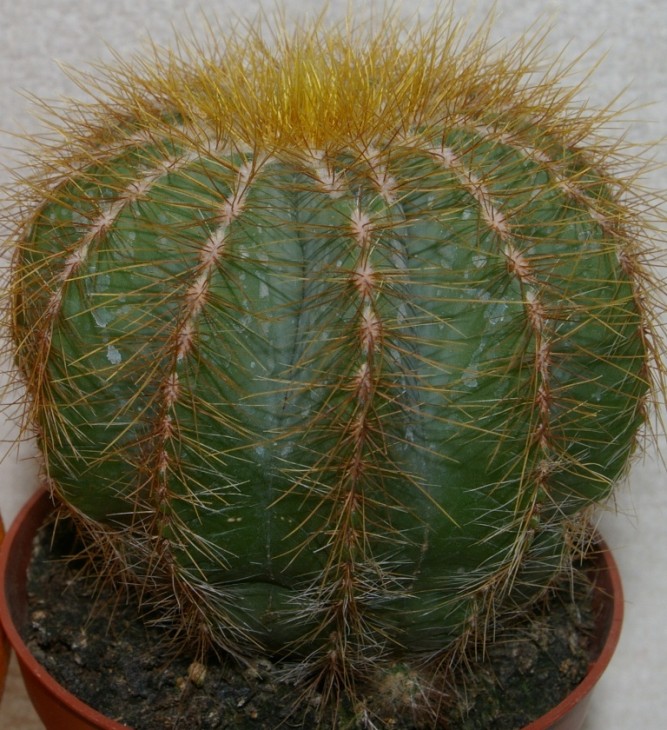 IMGP9256.JPG