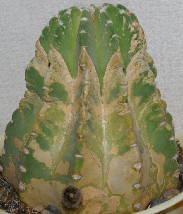 IMGP9290.JPG