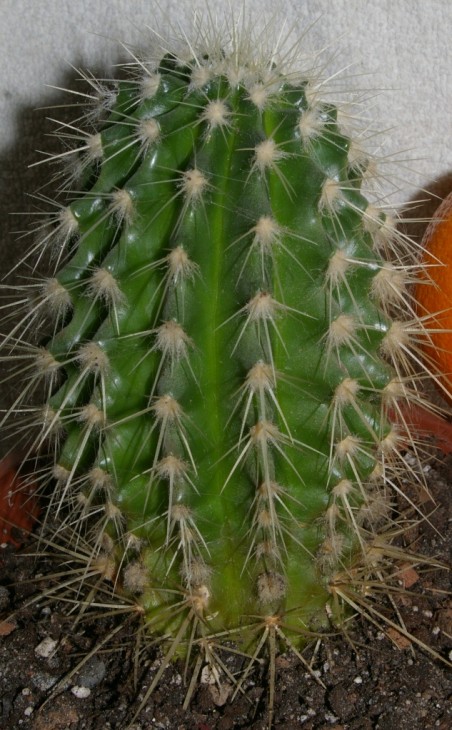 IMGP9294.JPG