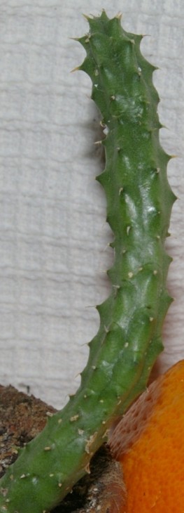 IMGP9180.JPG