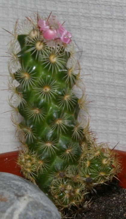 IMGP9183.JPG