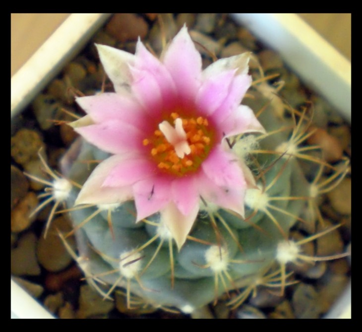Turbinicarpus laui.jpg