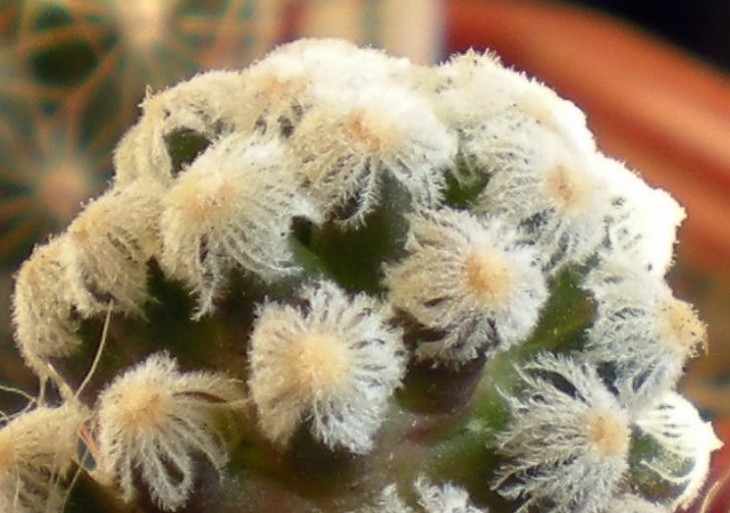 Mammillaria theresae