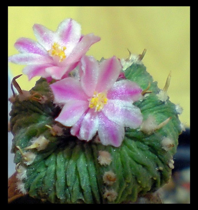 Aztekium ritteri