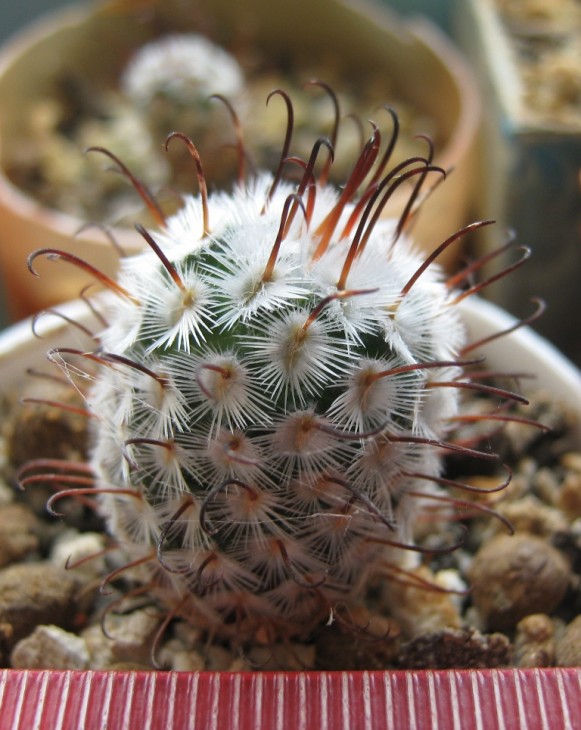 Mammillaria  peresdelarosae