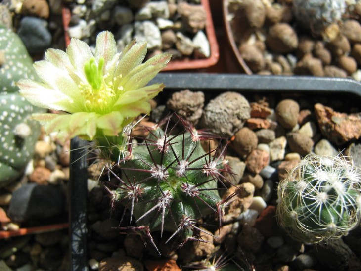 Echinocereus viridiflorus ssp. Davisii,Mediolobivia  haagei
