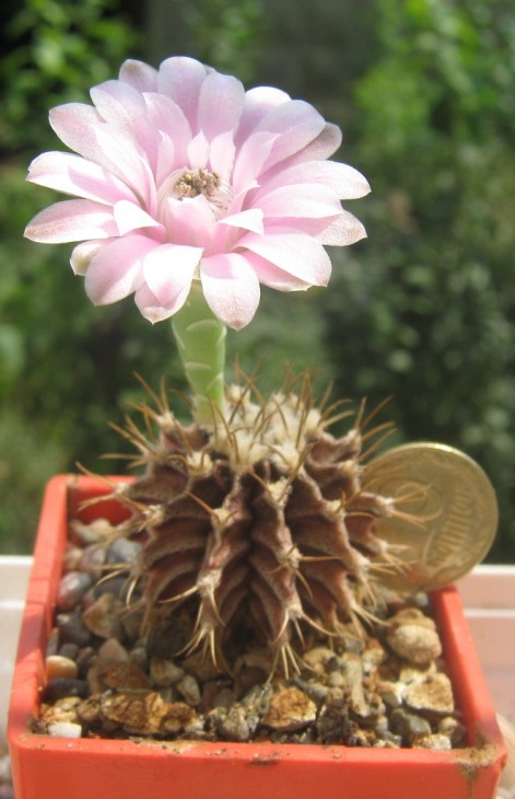 Gymnocalycium friedrichii