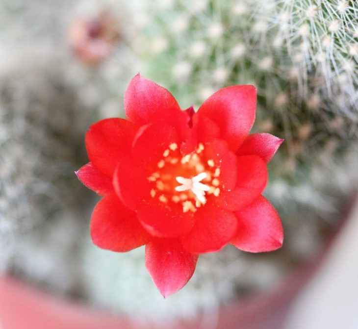 Rebutia sp.