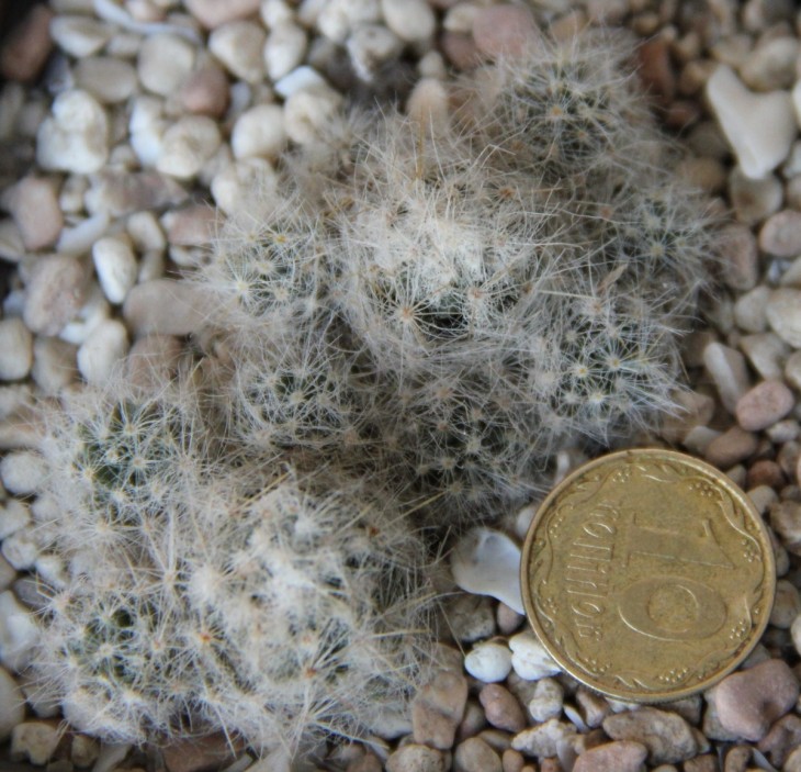 Mammillaria prolifera v.arachnoidea