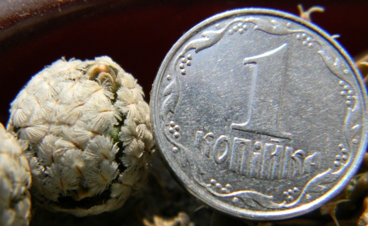 M.sanchez-mejoradae