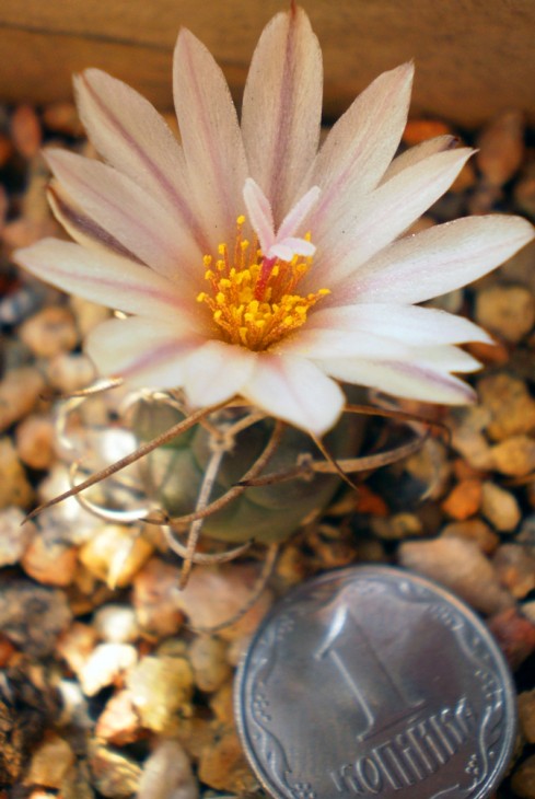 T.macrohele