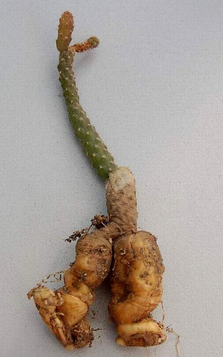 pterocactus gonjanii.jpg