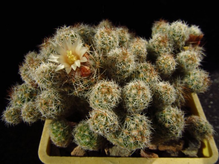 mammillaria vetula ssp gracilis var pulchella