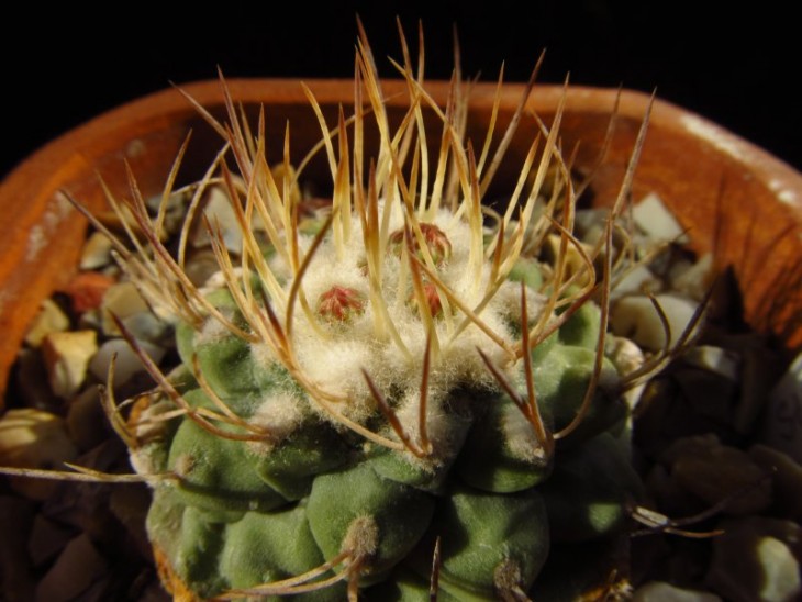 Strombocactus disciformis