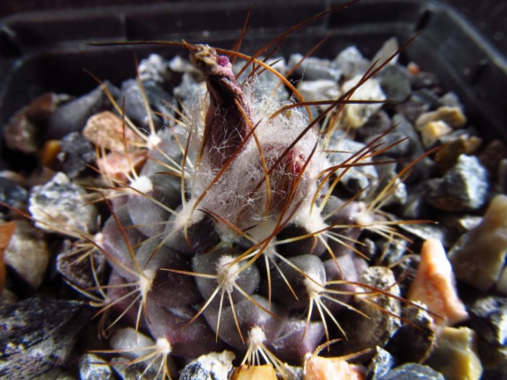 Turbinicarpus_laui