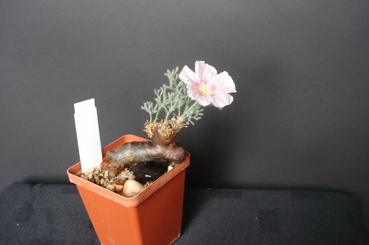 DSC02015.jpg