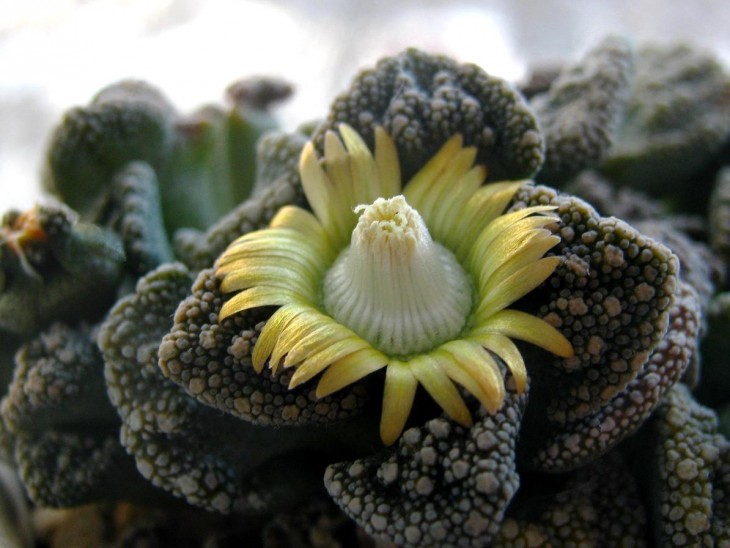 Titanopsis calcarea.jpg