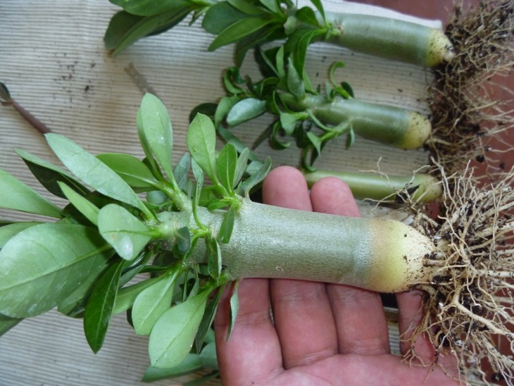 это из них самый жирный (в чем прелесть посева такое не купишь)