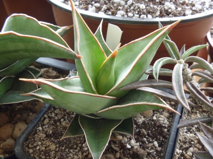 Pinguicula