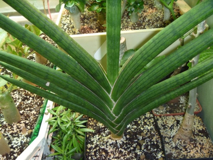 sp.Mutomo