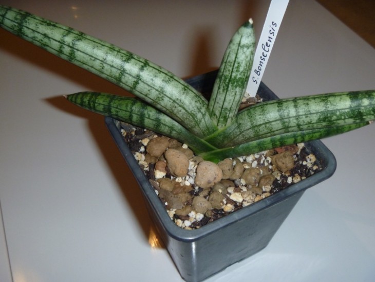 Patulla Boncellensis