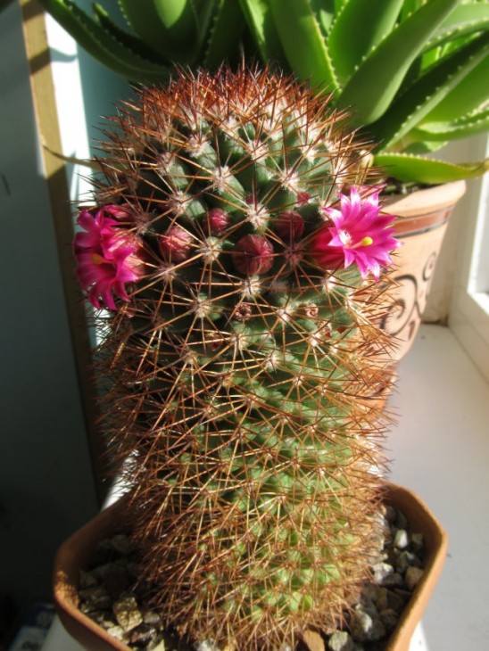 Mammillaria_backebergiana