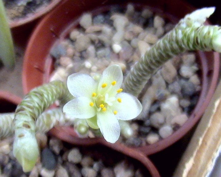 Avonia ustulata.JPG
