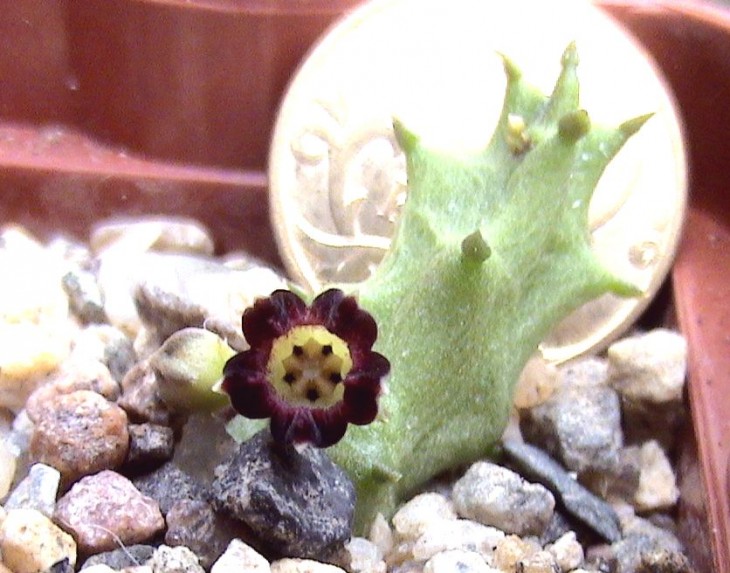 Baynesia lophophora.JPG