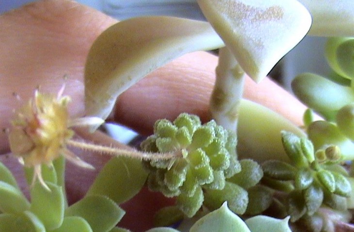 Monanthes polyphylla.JPG