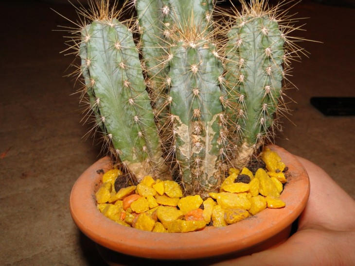 DSC05380_1.jpg
