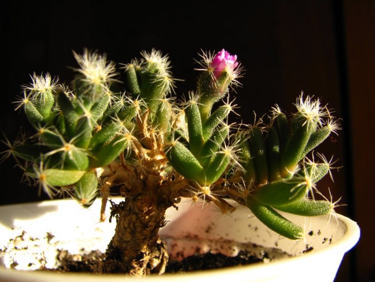 trichodiadema