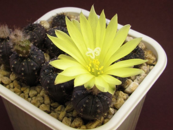 Frailea asterioides GF 271