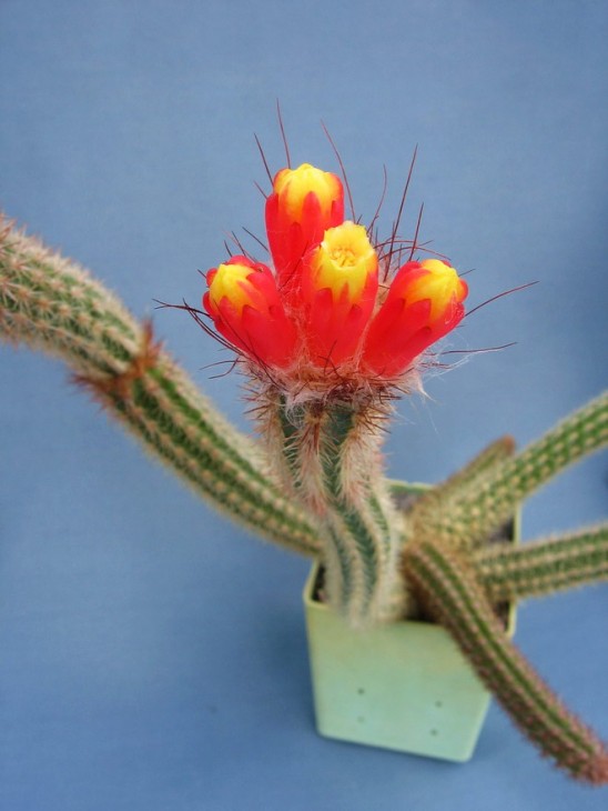 Arrojadoa dinae ssp. nana HU578