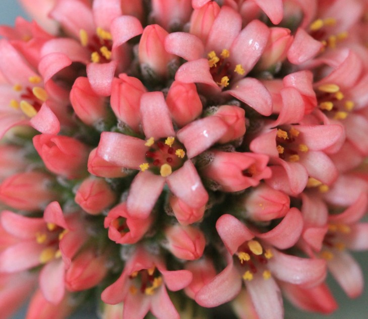 Crassula cv. Morgans Beauty
