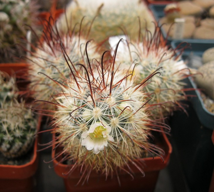 Mammillaria cowperae v.rubrispina.jpg