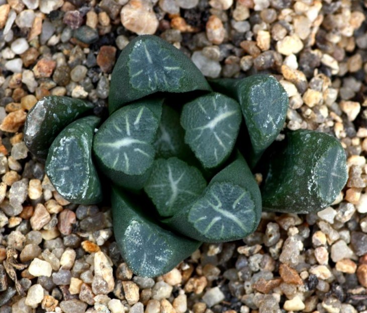 haw truncata var. maughanii my seedling.jpg