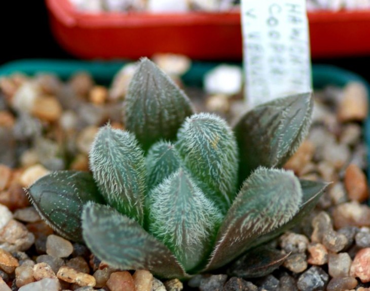 Haworthia cooperi var. venusta.jpg