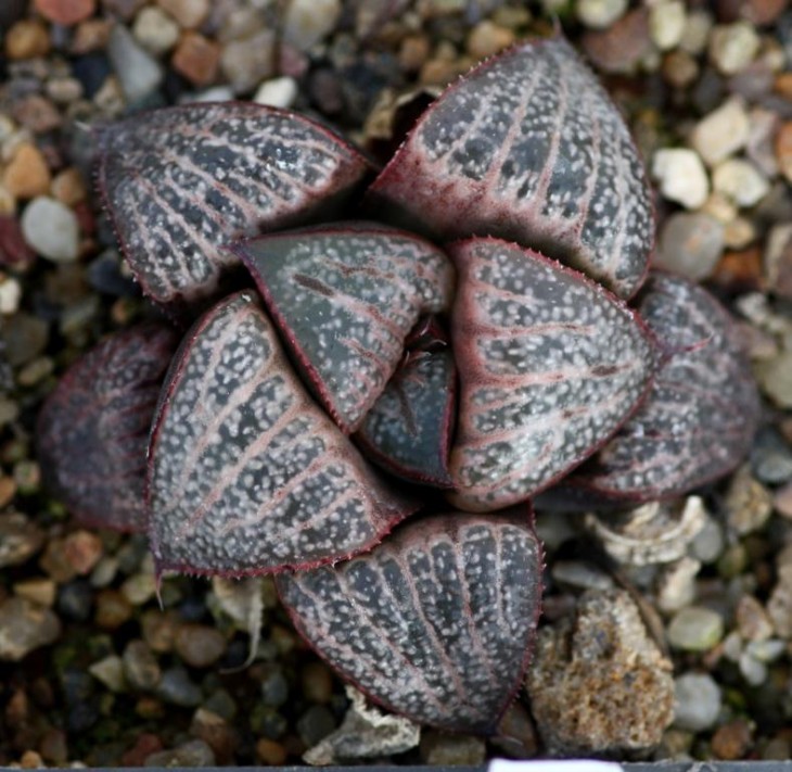 haw magn splendens hybrid.jpg